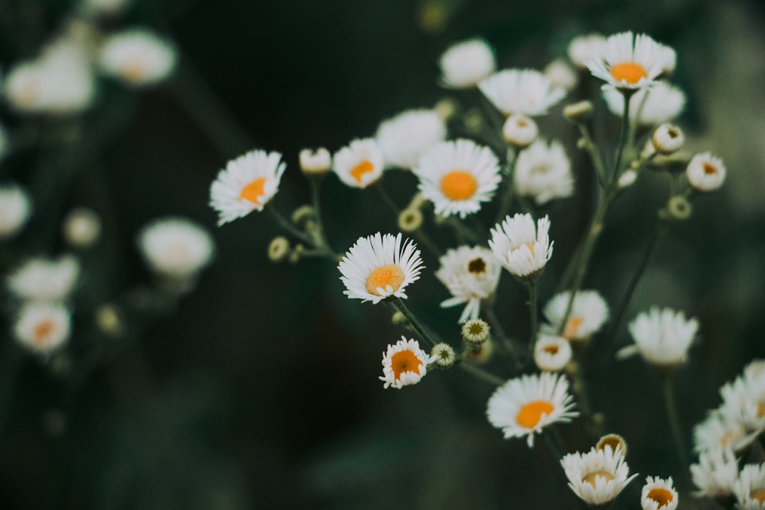 Photo Mountain flower